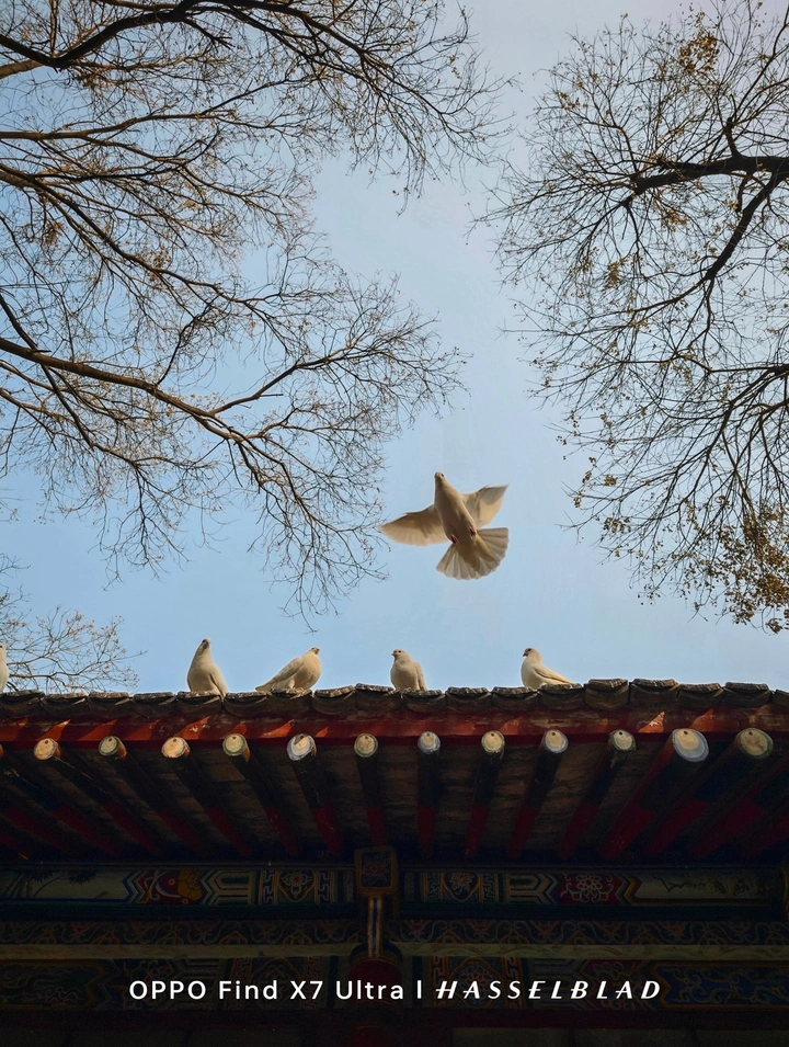 禅风鸽语