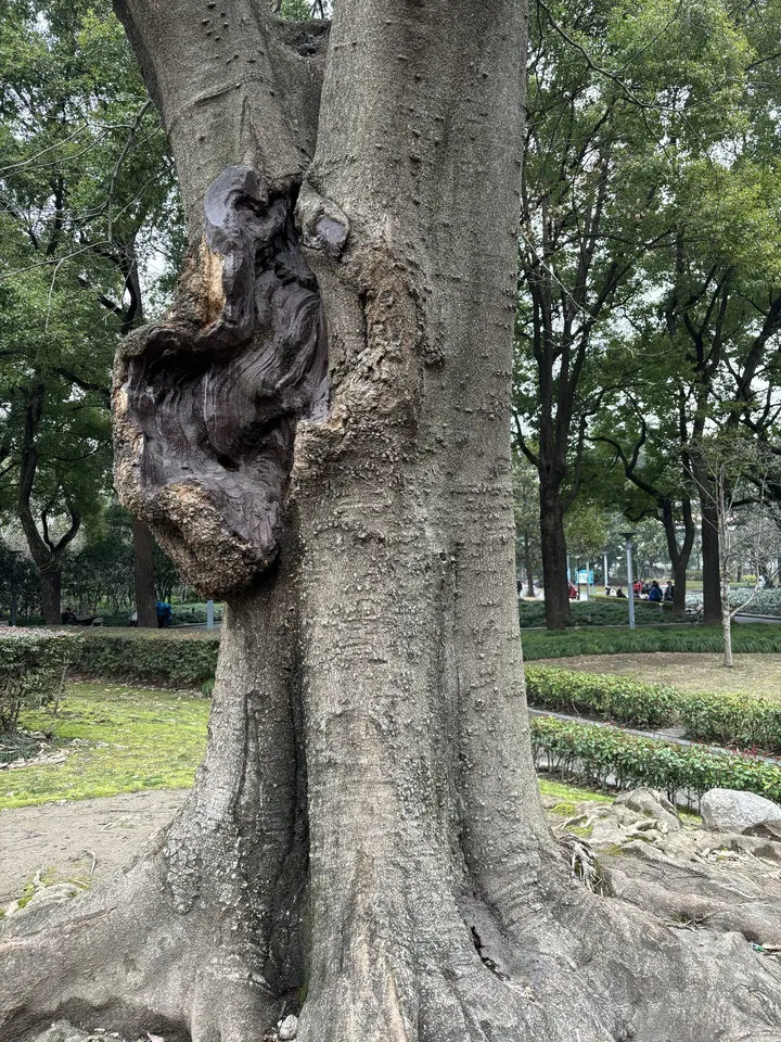 树疤