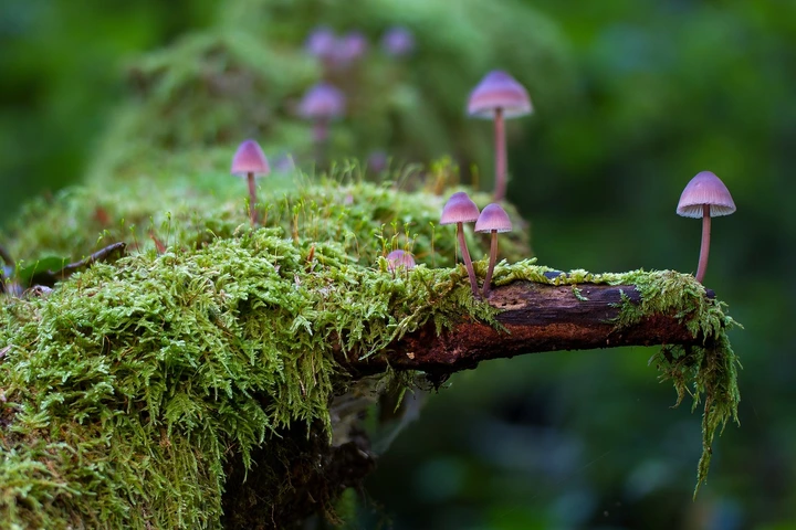 苔藓图片