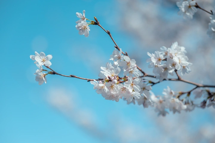 花有重开日，人无再少年