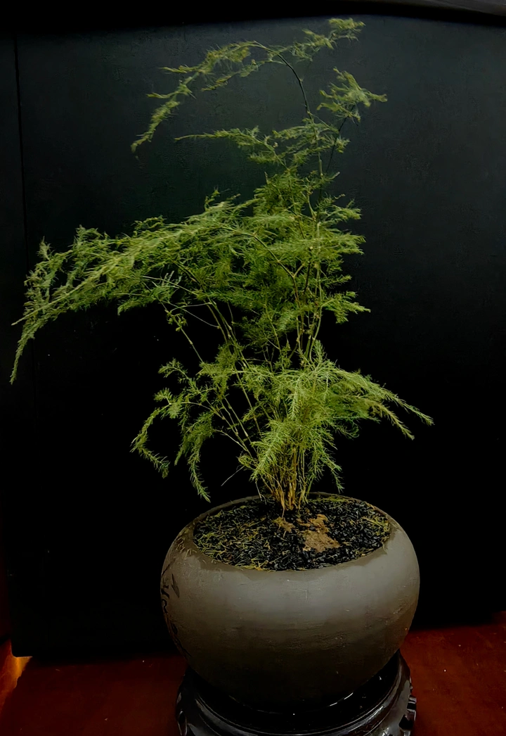 花花草草各有不同
