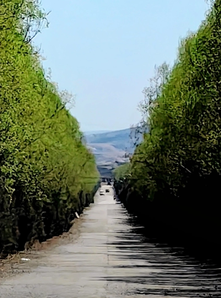 踏春