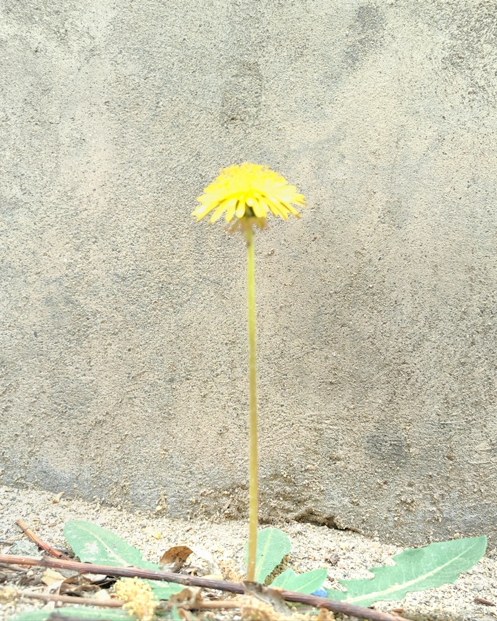 生命力