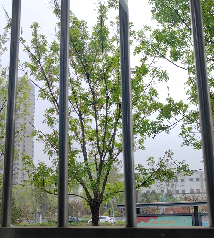 雨中树木