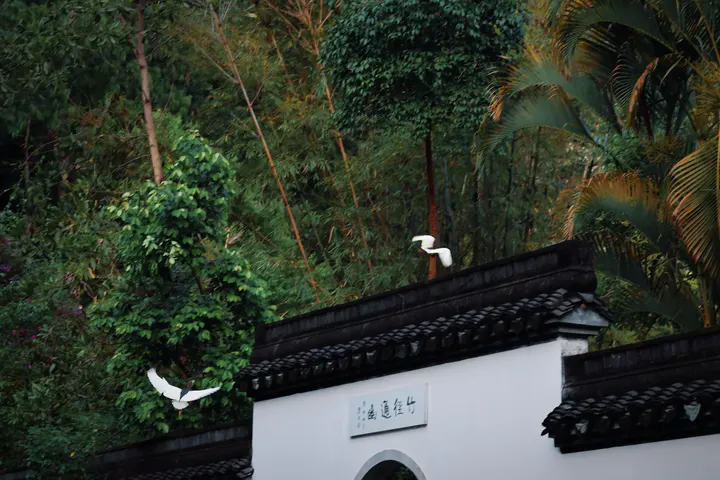 逐：又是一个逃情的故事