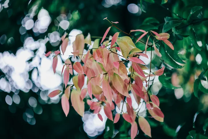 春光