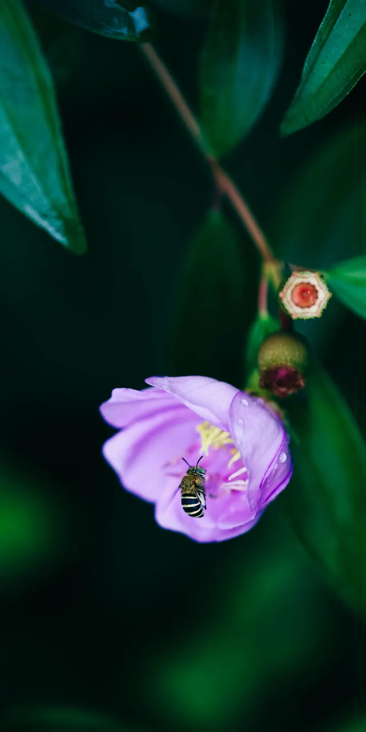 蜂花