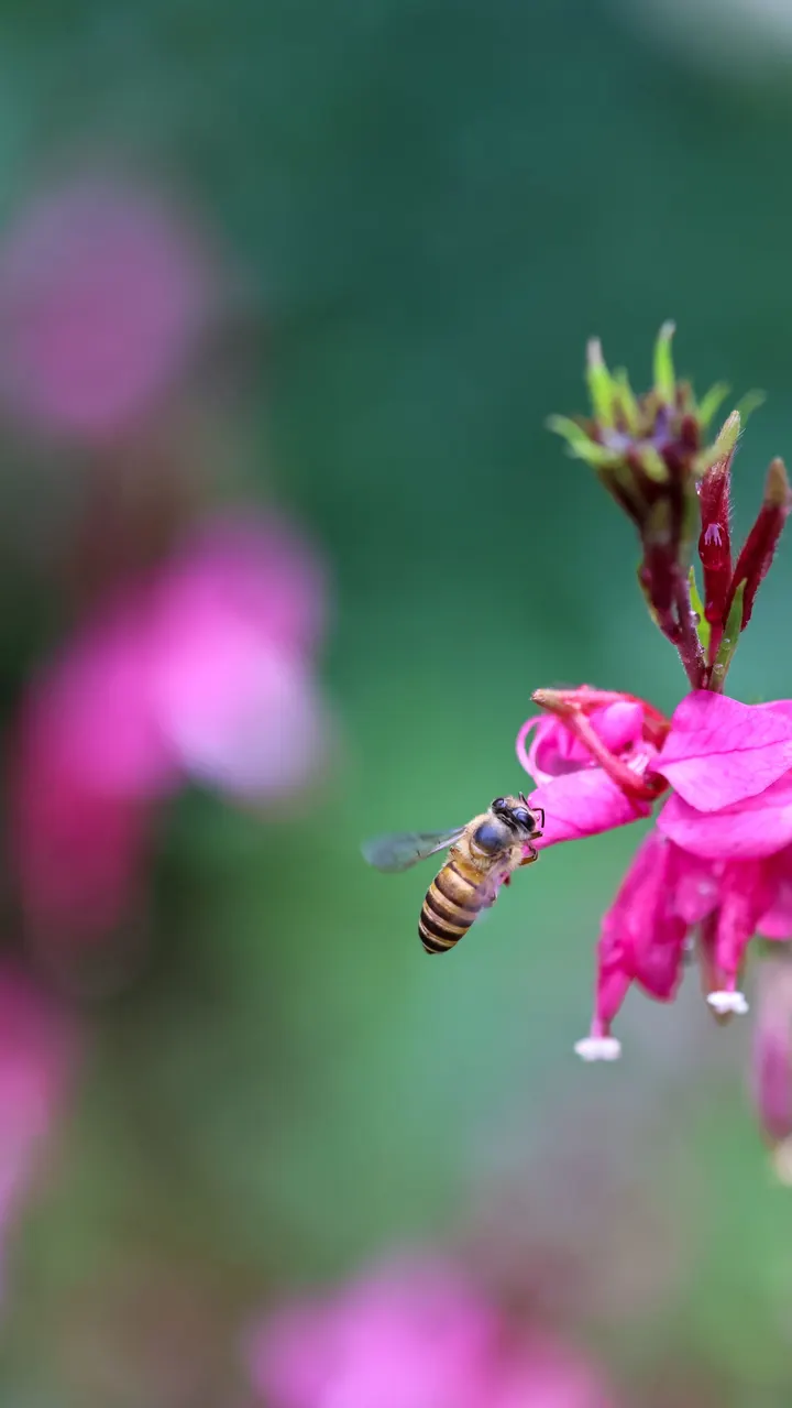 蜂花