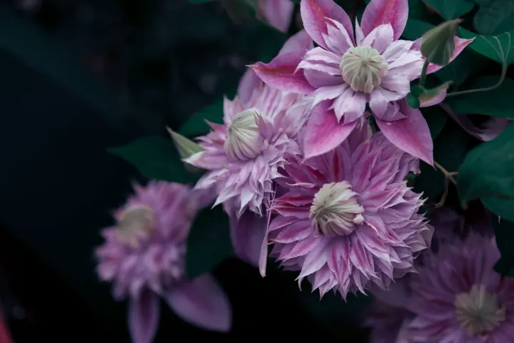 繁花