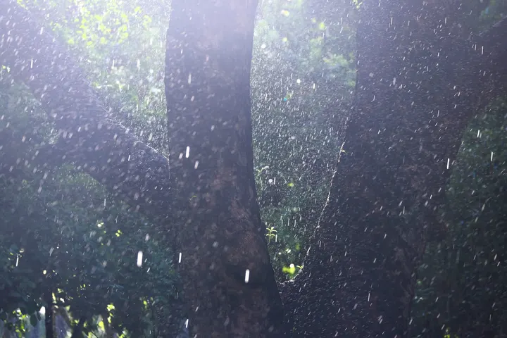 雨后