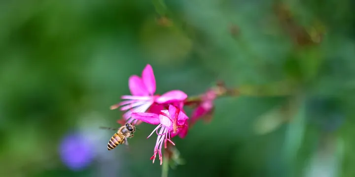 蜂花