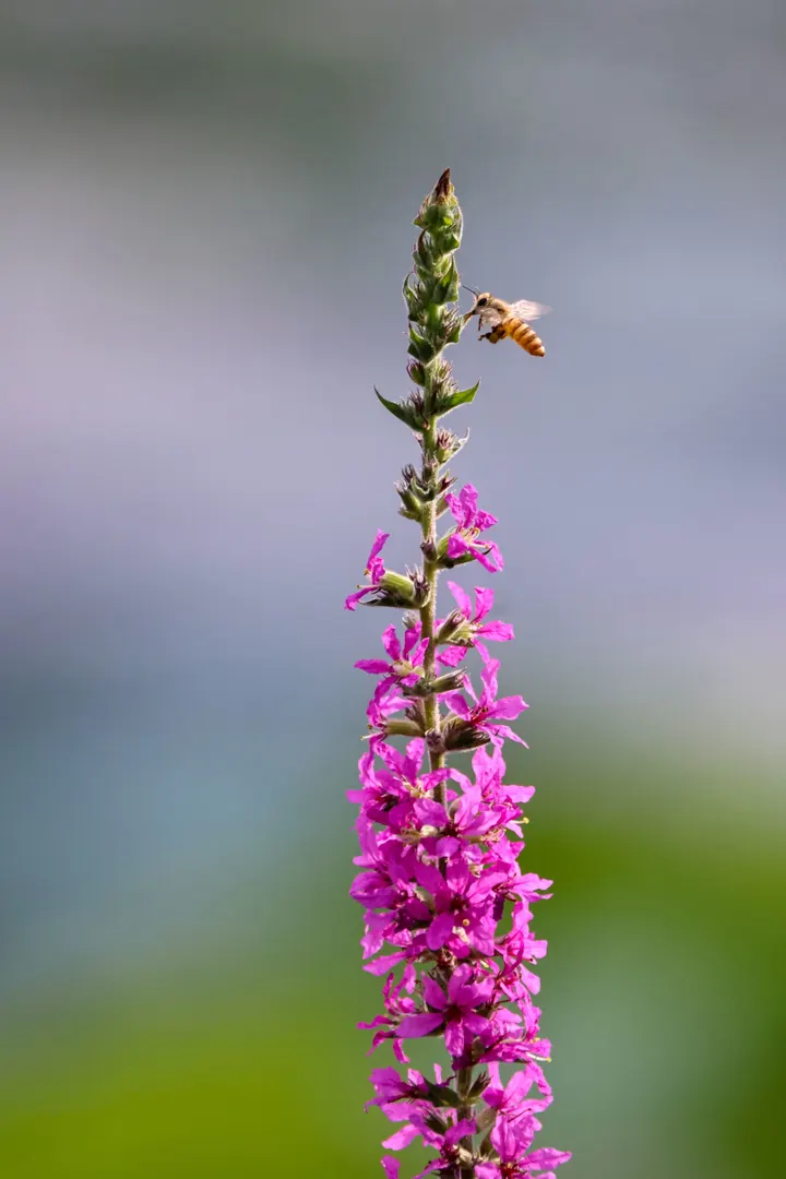 蜂花