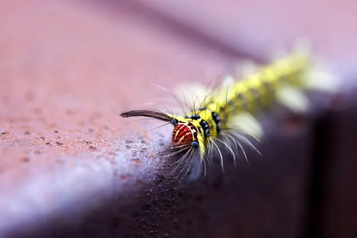 毛毛虫