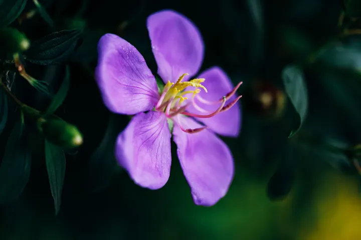 各种花