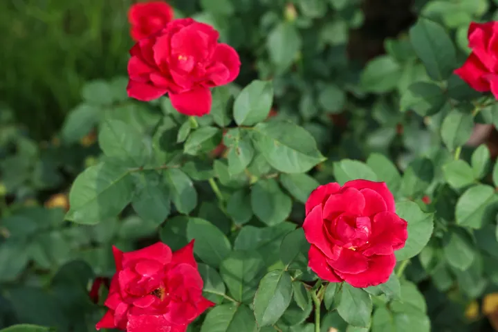 花各种