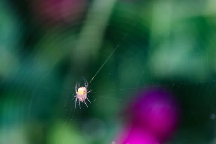 花与虫