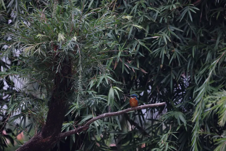 小翠