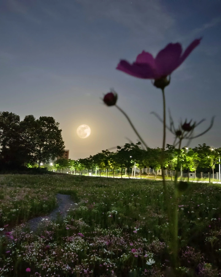 花好月圆美校园1