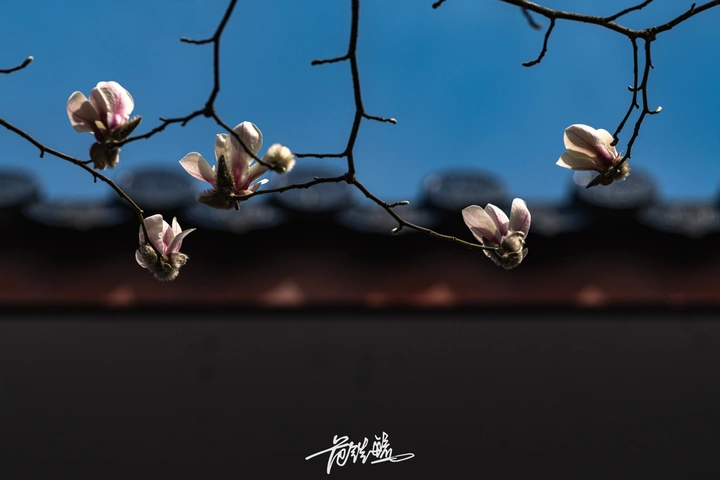 玉兰与古寺