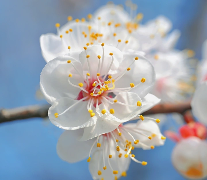 早春的花