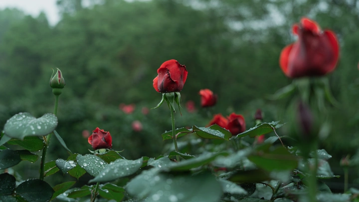 阴雨天的月季花