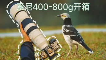 我的第一支800毫米镜头 ,索尼400-800mm F6.3-8 G 开箱试用