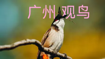 广州东湖公园观鸟，索尼a1m2+300gm+2x