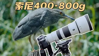 广州4月城市观鸟vlog | 索尼A1M2+400-800g