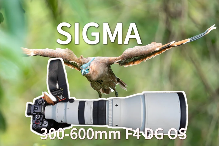 年轻人的第一支600mm F4大白炮！ 广西弄岗观鸟摄影