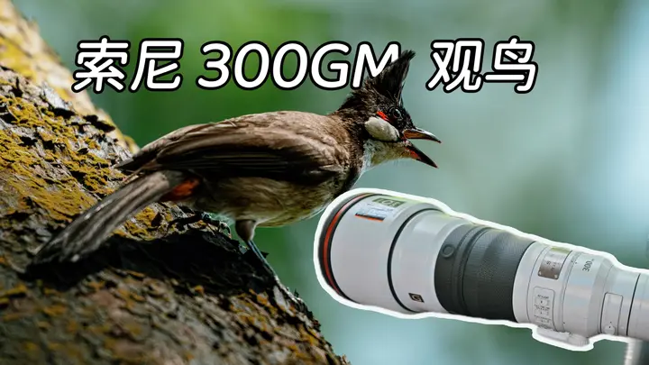 40度炎炎夏日！带上李现同款索尼300GM镜头 | 广州城市观鸟