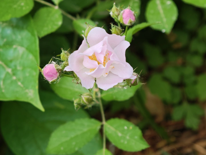 月季花