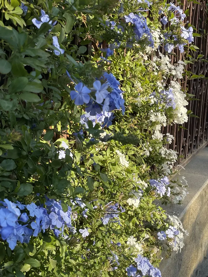 花
