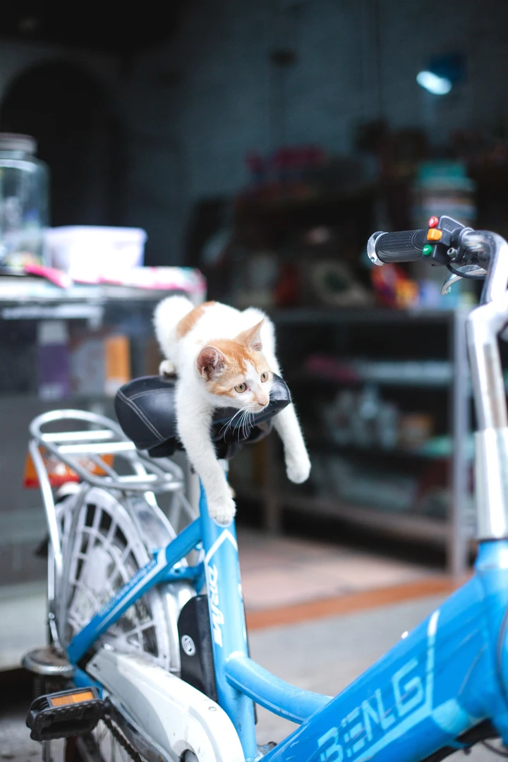 自行车上的小猫