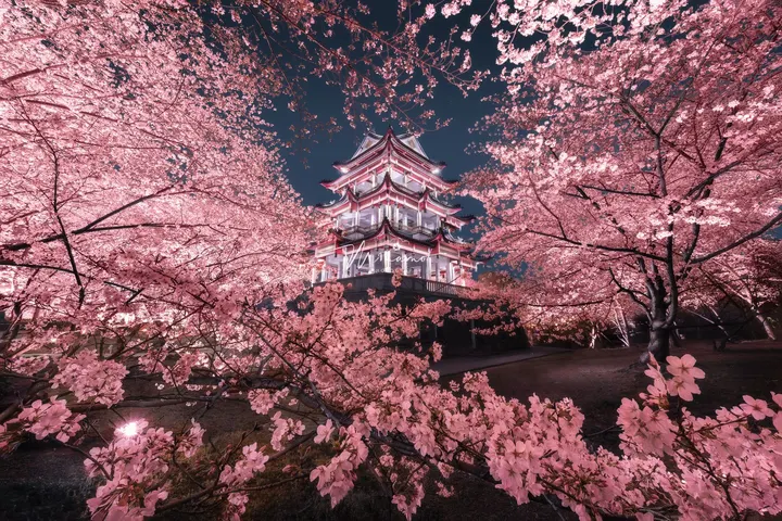 🌸鼋头渚赏樱楼的夜与日