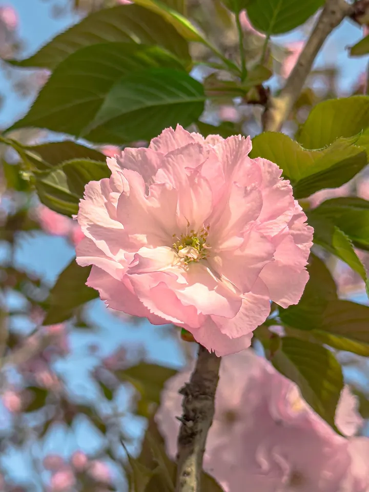 春天里粉红色的樱花