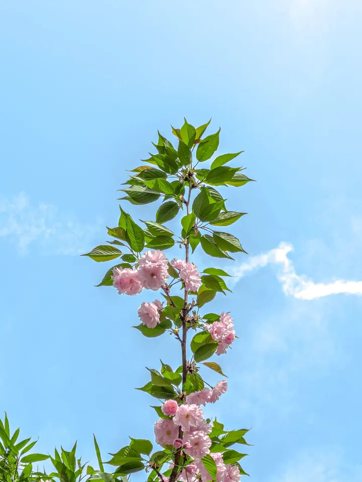 春之樱语——蓝天下的粉色浪漫