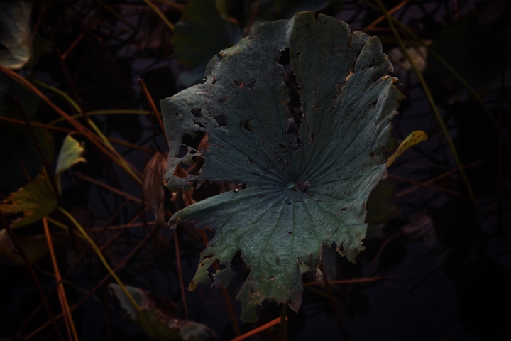 残破的菏叶