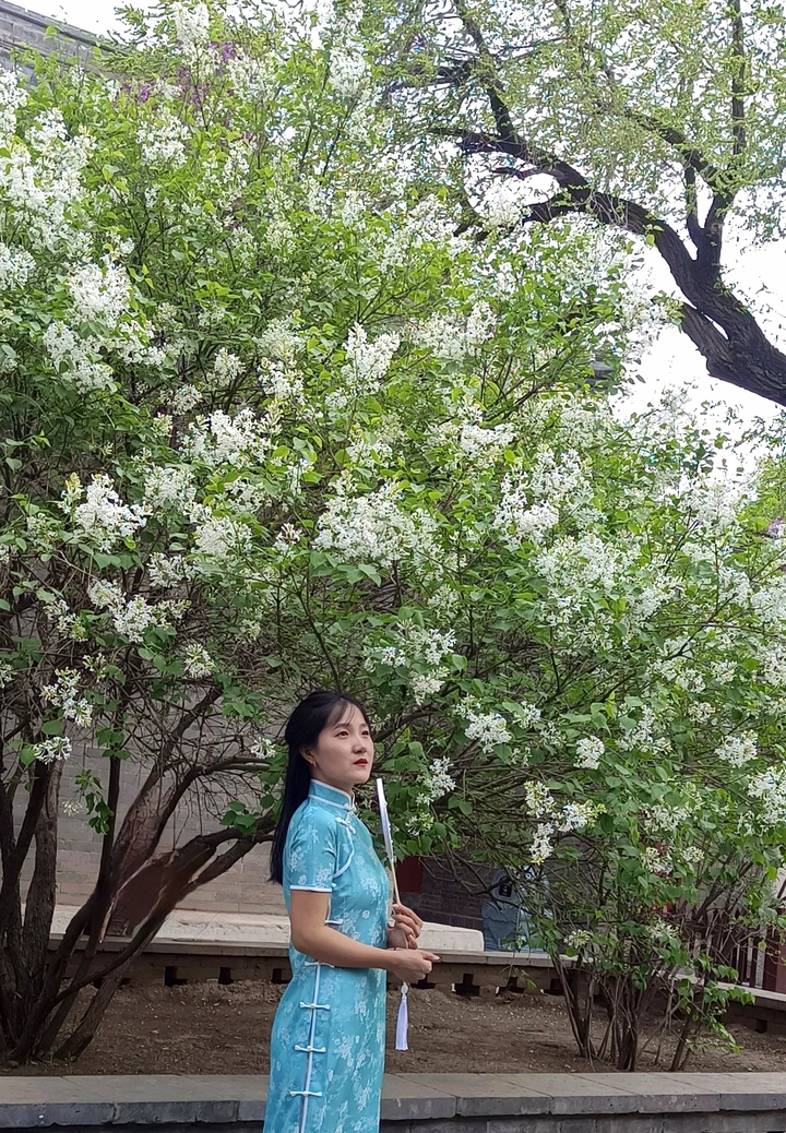 百年丁香 花开青城