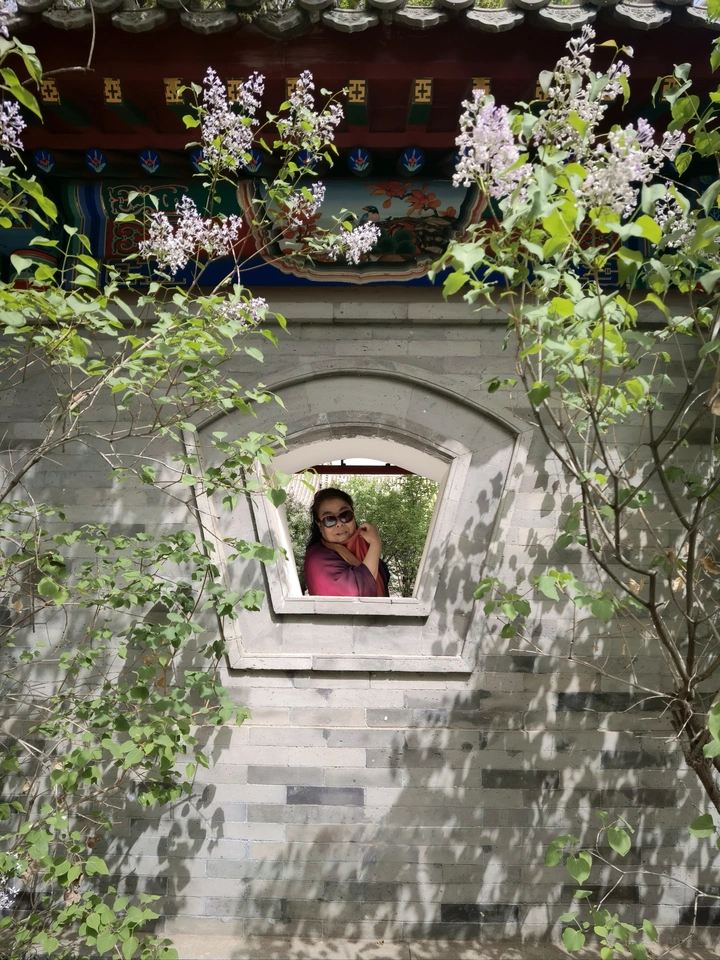 百年丁香 花开正当时