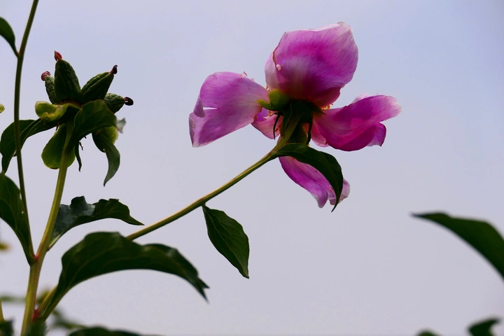 花开东山