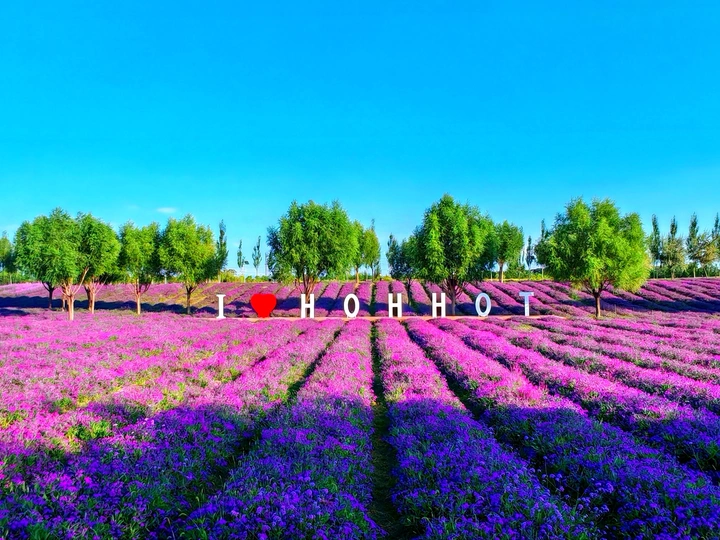 大黑河畔 花开正艳