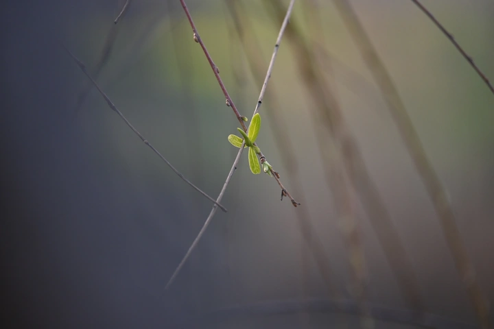 枝上花