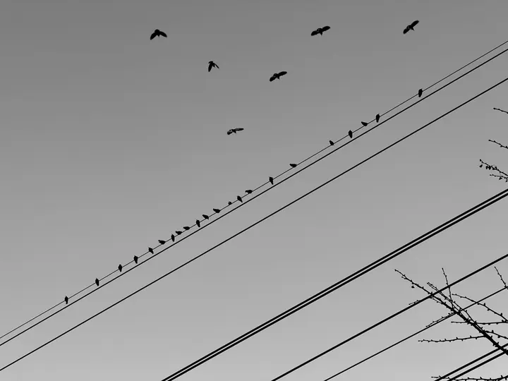 小鸟的休息站哈哈哈🐦