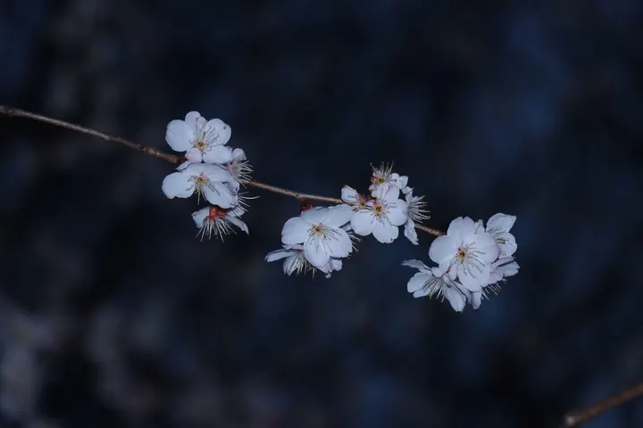 夜樱