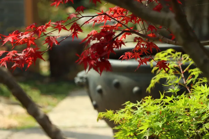 红叶