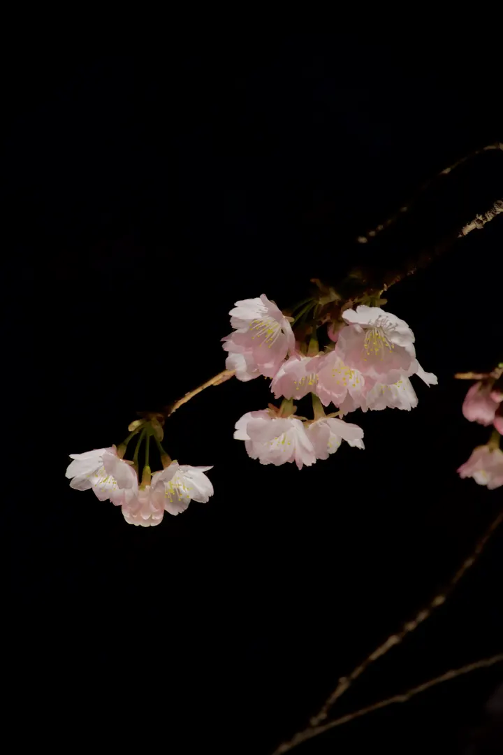 夜樱