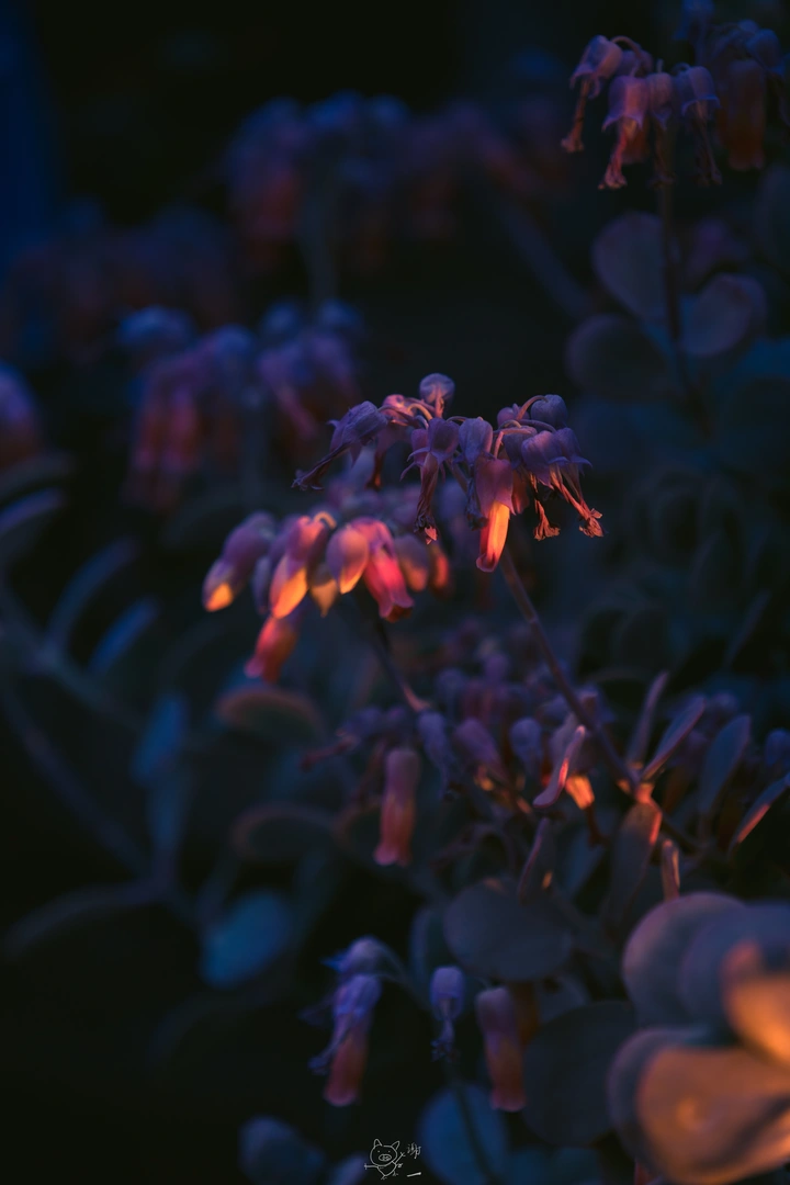 夕阳下的花