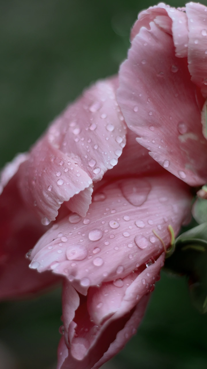 雨后芍药