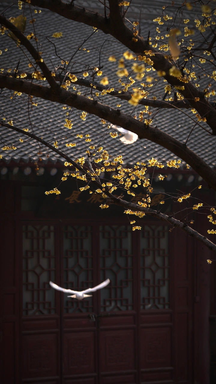 大兴善寺的腊梅
