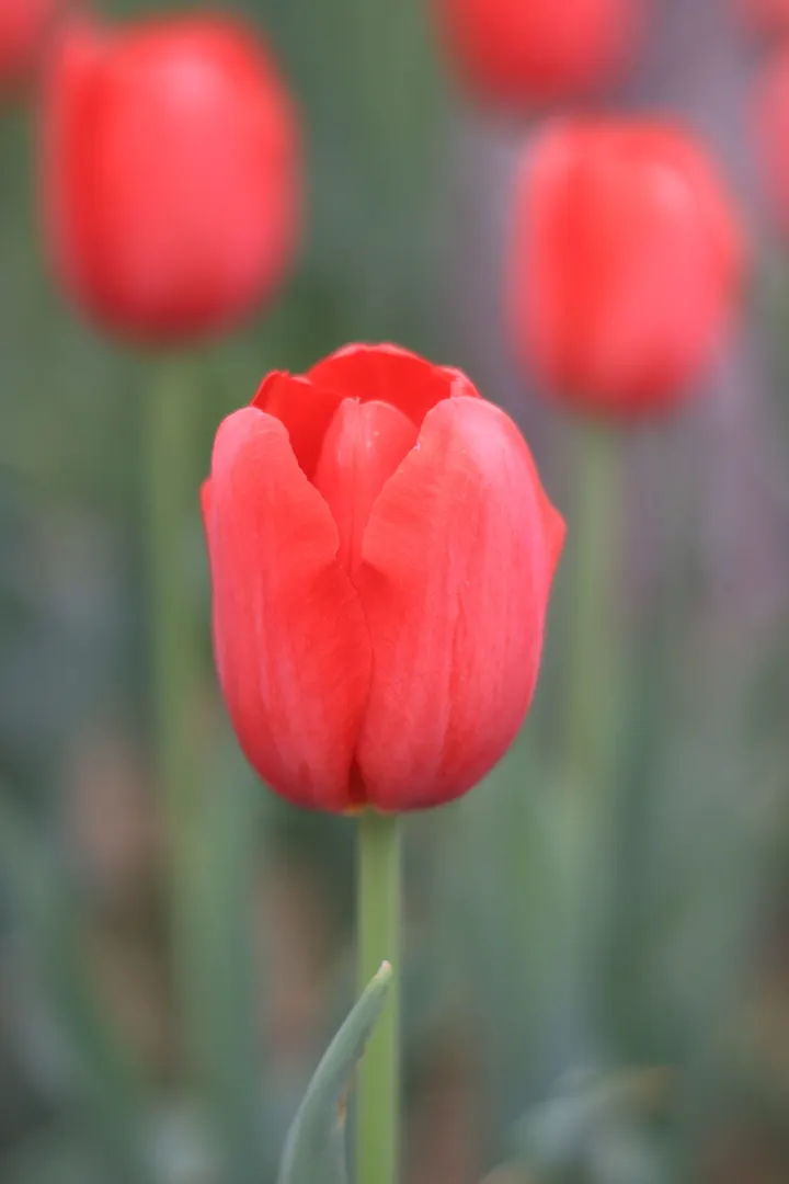 郁金香花开